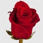 Розы из Эквадора