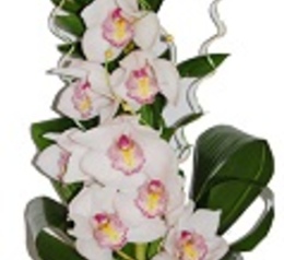 Орхидея микс